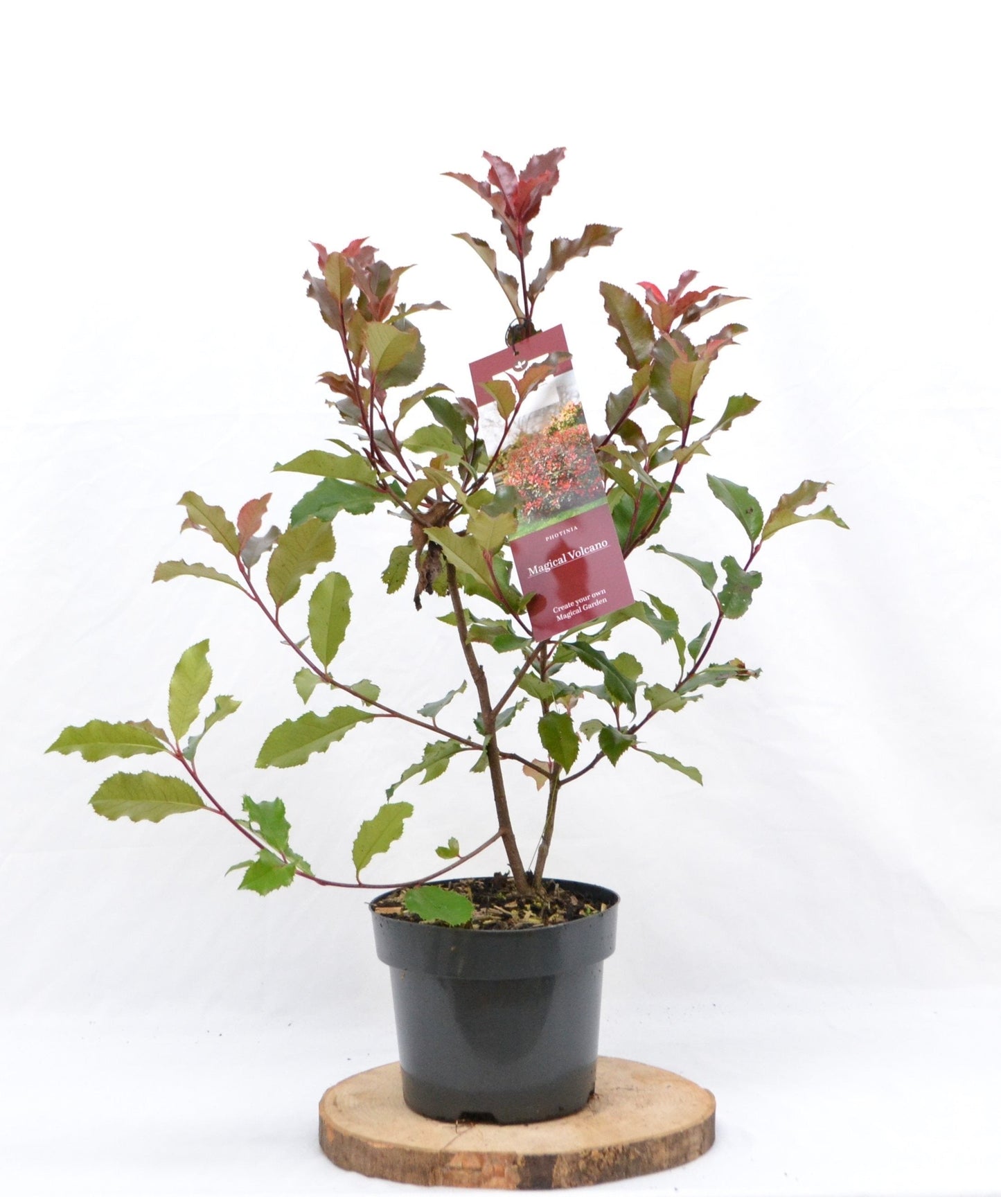 Photinia 'Magical Volcano' - Glansmispel