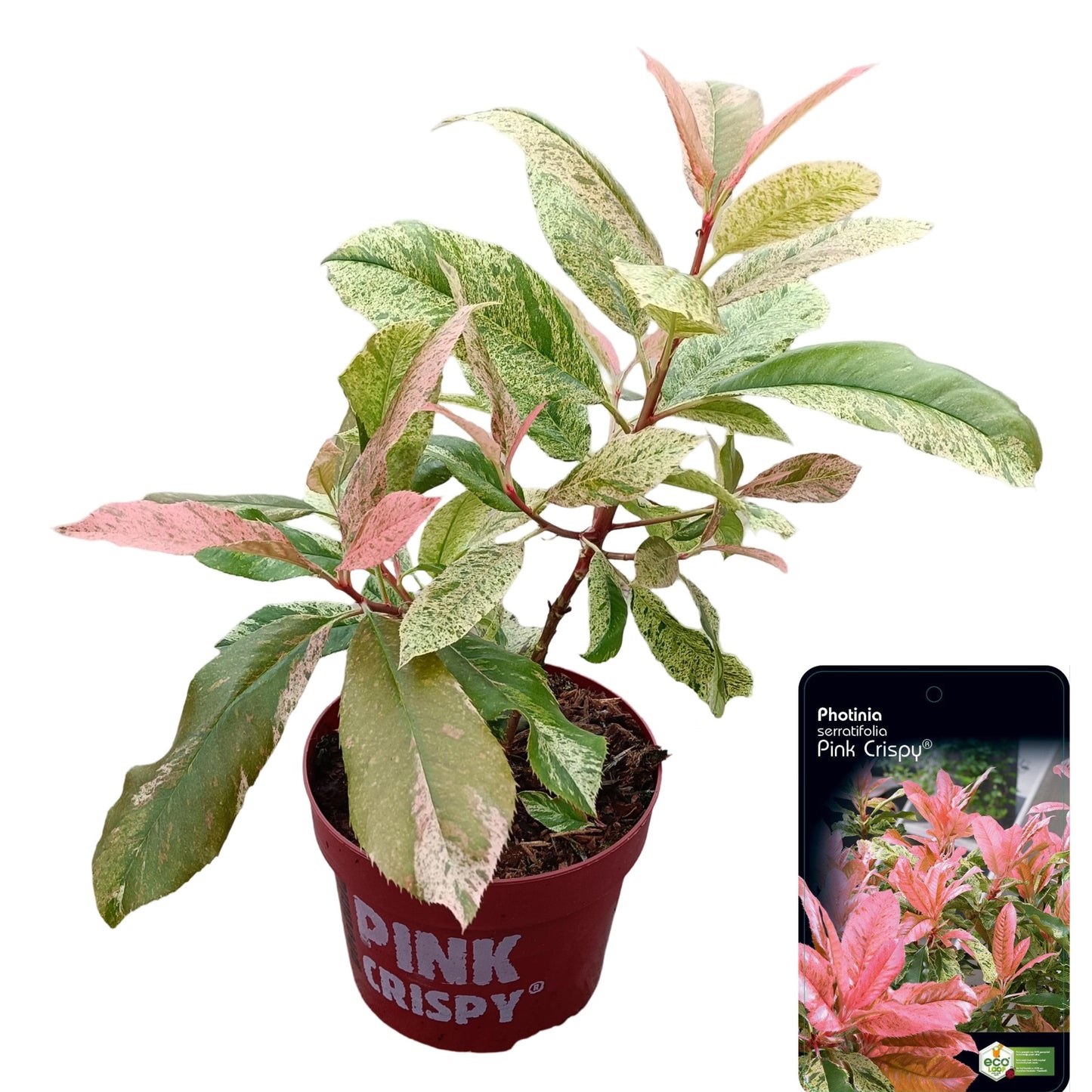Photinia serratifolia 'Pink Crispy' - Bonte glansmispel