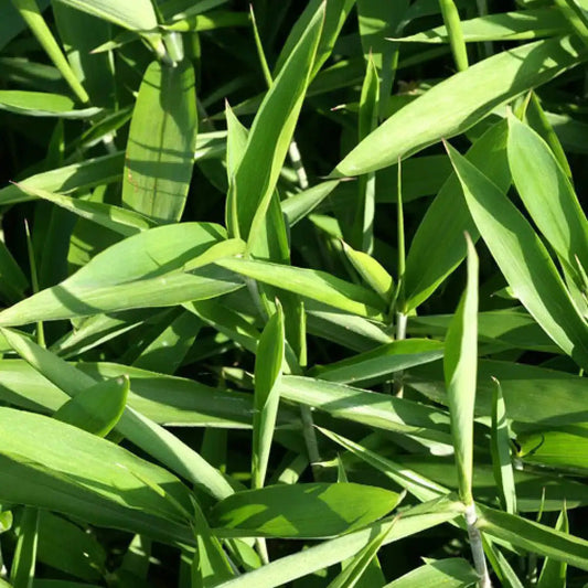Groene bamboebladeren met fijne nerven en lichtgele randen, dicht op elkaar staand in een natuurlijke tuin. Perfect voor decoratieve planten en tuinontwerp.