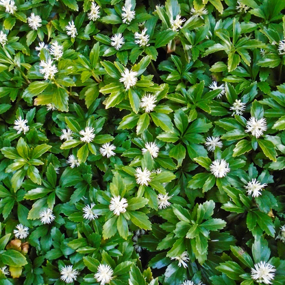 Pachysandra terminalis ‘Green Carpet’ – Dikkemanskruid
