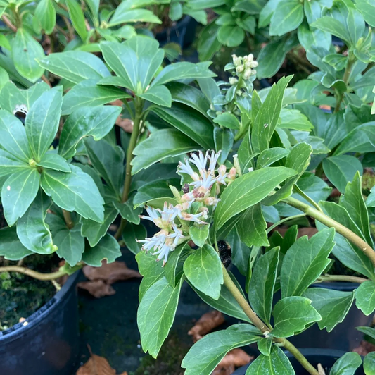 Pachysandra terminalis ‘Green Carpet’ – Dikkemanskruid