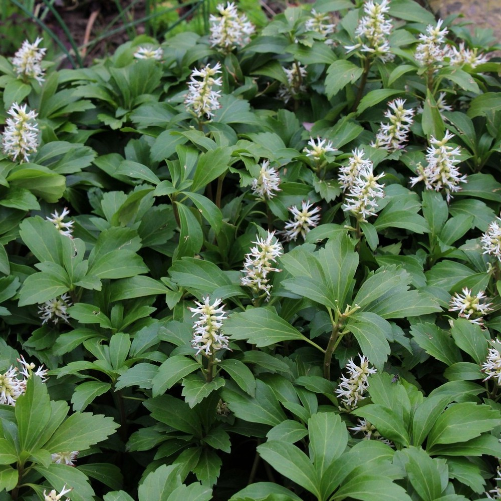 Pachysandra terminalis ‘Green Carpet’ – Dikkemanskruid