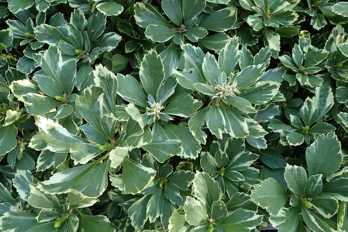 Pachysandra terminalis 'Variegata' - Bont dikkemanskruid