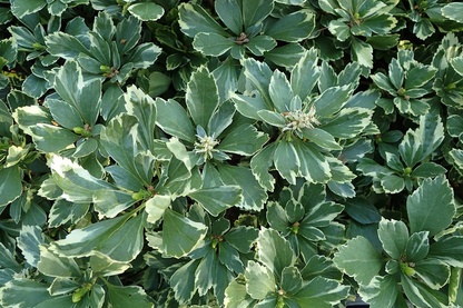 Pachysandra terminalis 'Variegata' - Bont dikkemanskruid