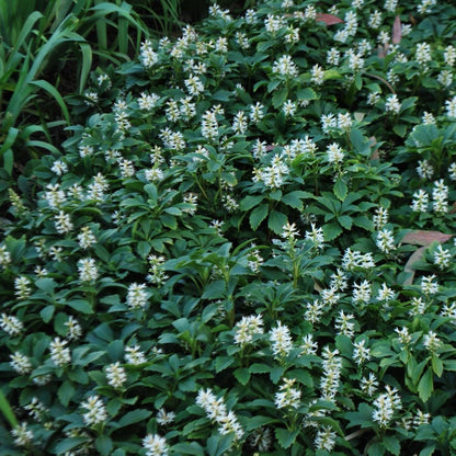 Pachysandra terminalis - Dikkemanskruid