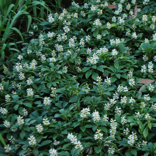 Pachysandra terminalis - Dikkemanskruid