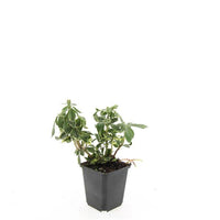 Pachysandra terminalis 'Variegata' - Bont dikkemanskruid