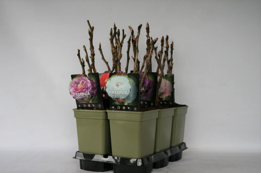 Paeonia suffruticosa - Boompioen