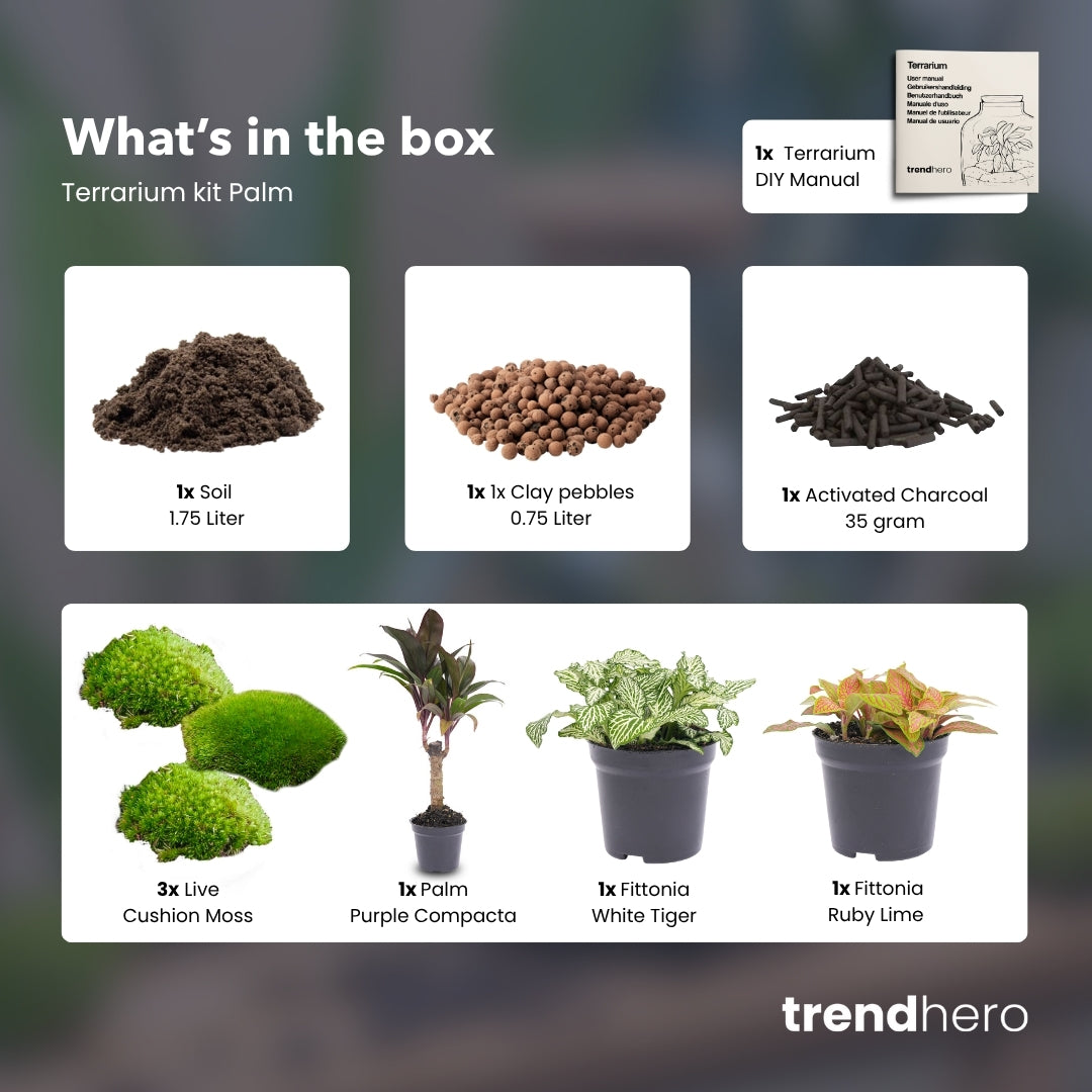 Palm - Plant Terrarium Refill & Starter kit - 3 terrarium plants - DIY