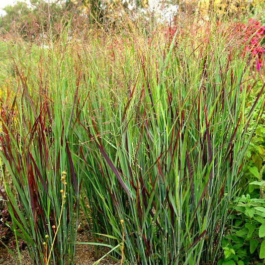 Panicum virgatum ‘Shenandoah’ - Vingergras