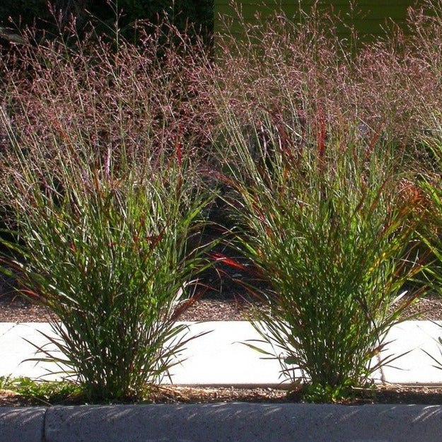 Panicum virgatum 'Cheyenne Sky' - Vingergras