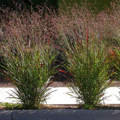Panicum virgatum 'Cheyenne Sky' - Vingergras