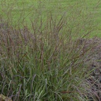 Panicum virgatum 'Cheyenne Sky' - Vingergras