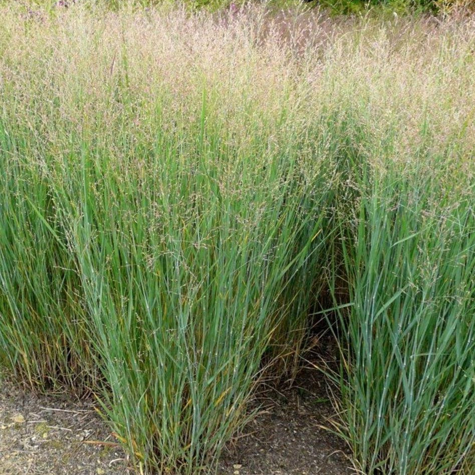 Panicum virgatum 'Heavy Metal' - Vingergras