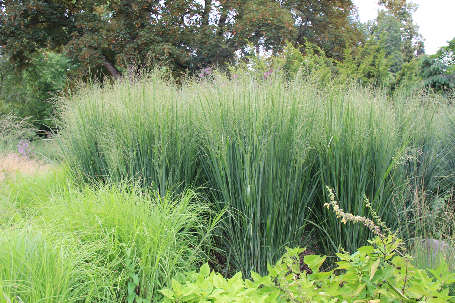 Panicum virgatum 'Northwind' - Prairiegras