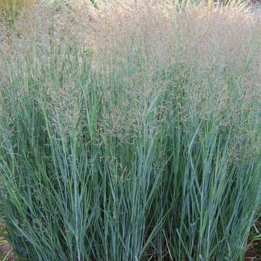 Panicum virgatum 'Prairie Sky' - Vingergras