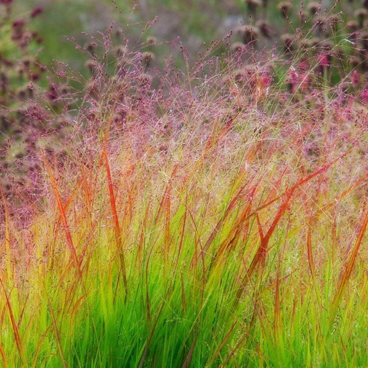 Panicum virgatum 'Rehbraun' - Vingergras