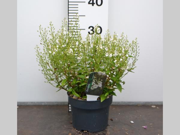 Parahebe catarractae 'Avalanche'