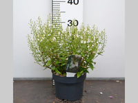 Parahebe catarractae 'Avalanche'