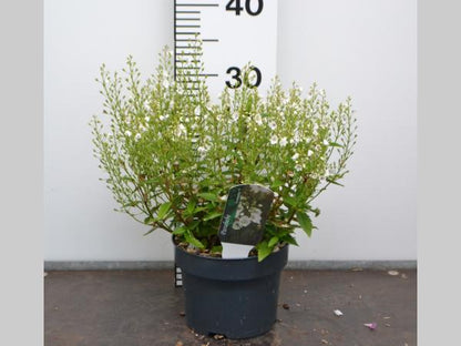 Parahebe catarractae 'Avalanche'