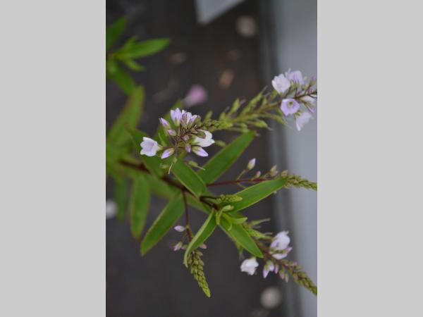 Parahebe catarractae 'Pink Avalanche'