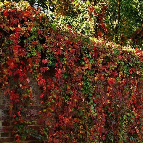 Parthenocissus quinquefolia 'Engelmannii' - Wilde Wingerd