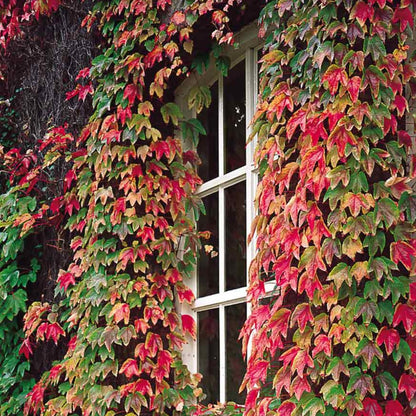 Parthenocissus quinquefolia - Wilde wingerd