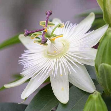 Passiflora Caerulea 'Constance Elliot' - Witte Passiebloem