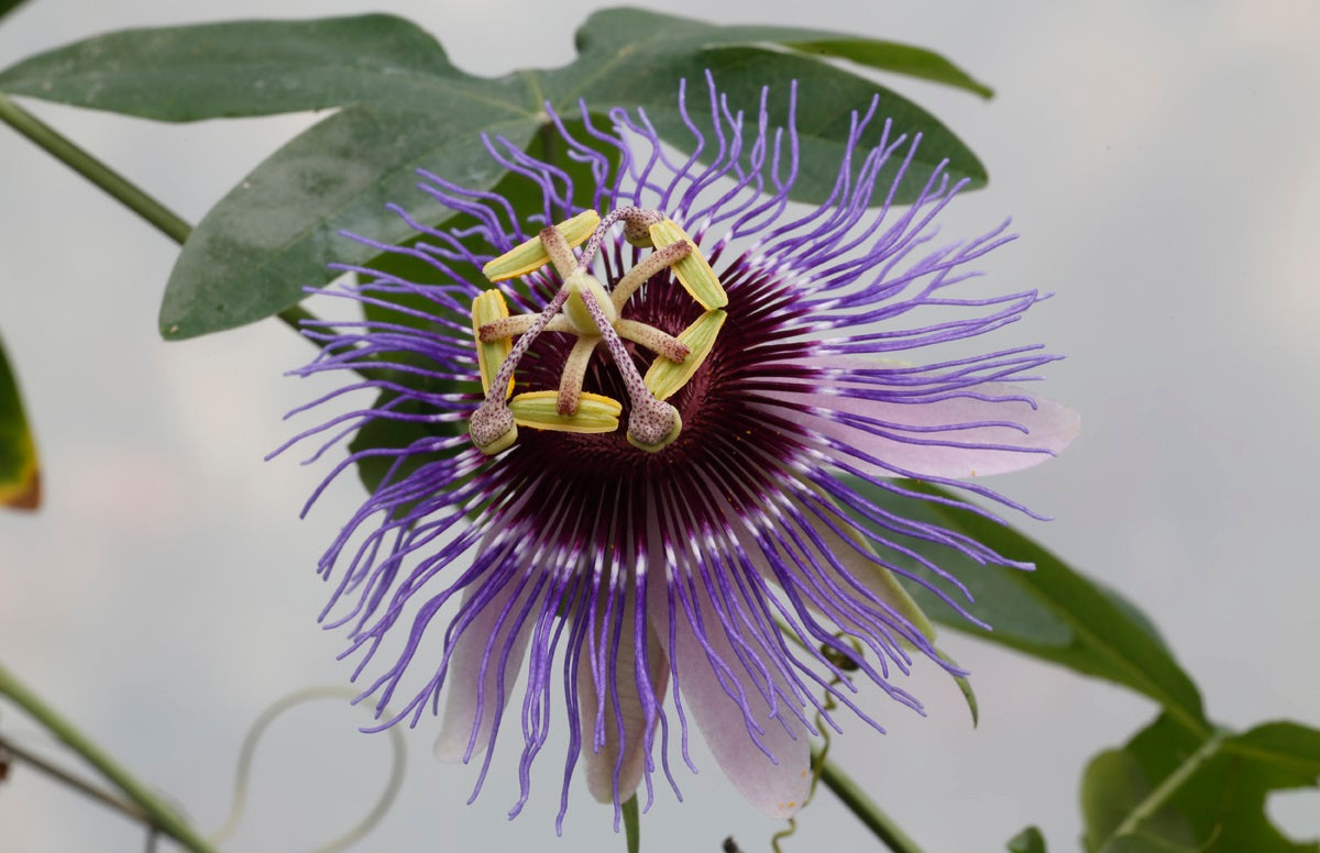 Passiflora mix - Pakket van 10