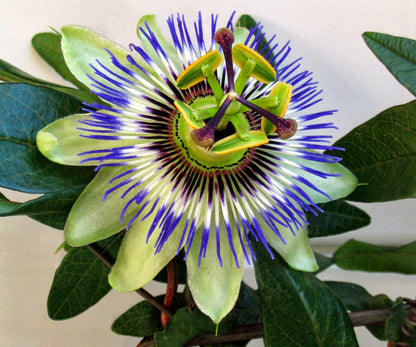 Passiflora mix - Pakket van 10