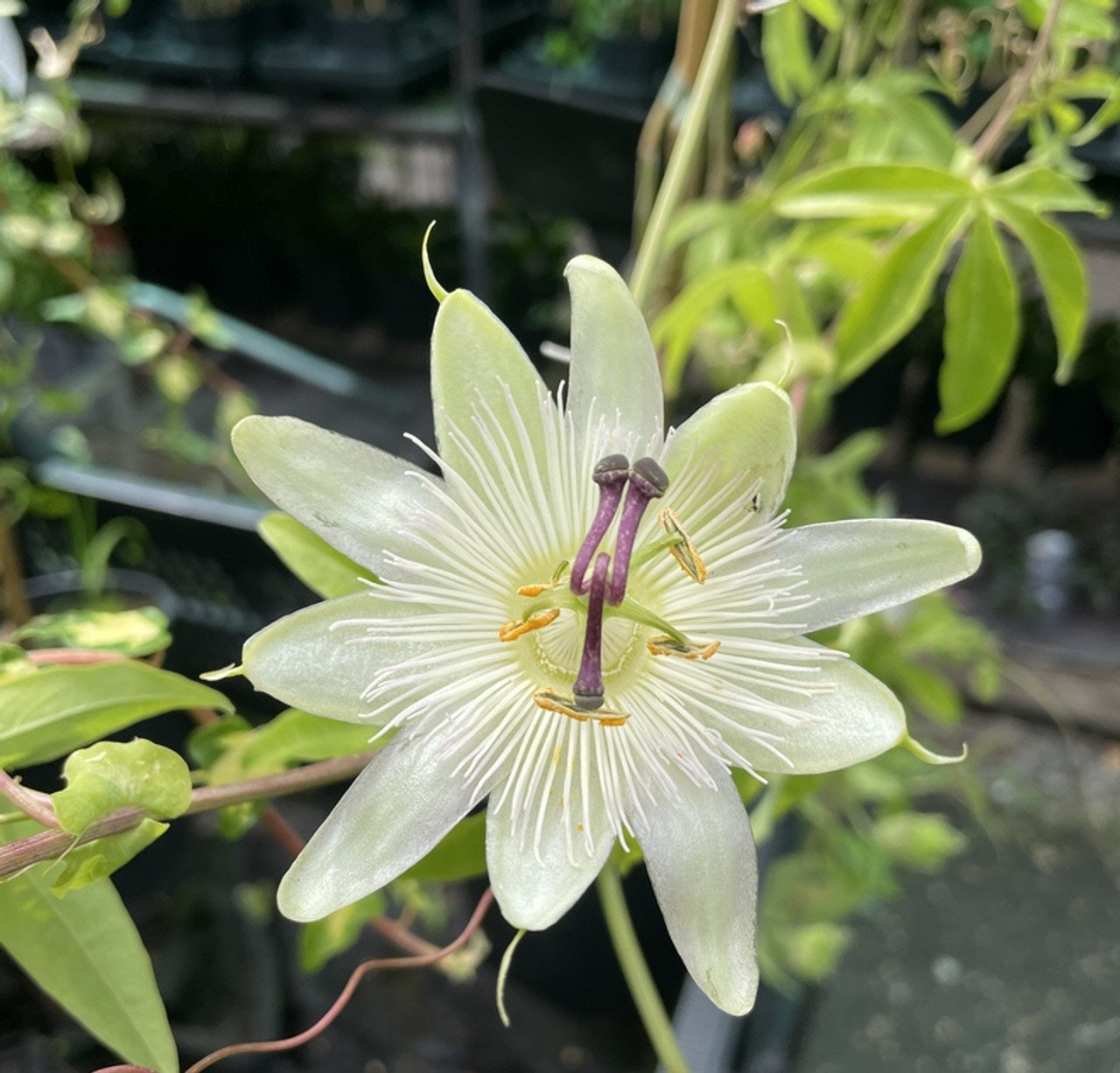 Passiflora mix - Pakket van 10