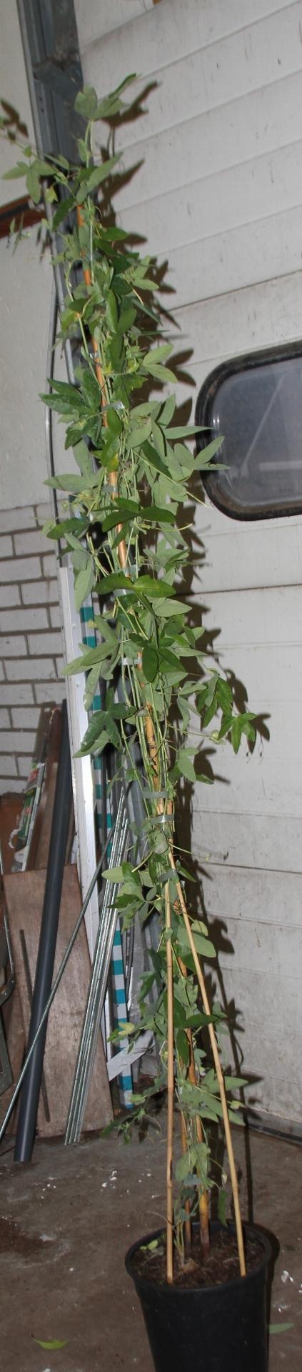 Passiflora Caerulea 'Constance Elliot' - Witte Passiebloem