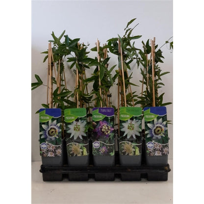 Passiflora mix - Pakket van 10