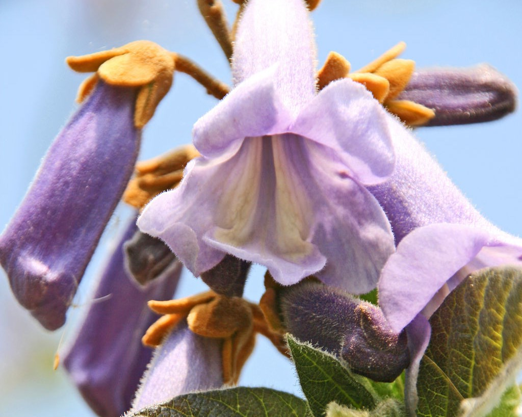Paulownia tomentosa - Anna Paulownaboom