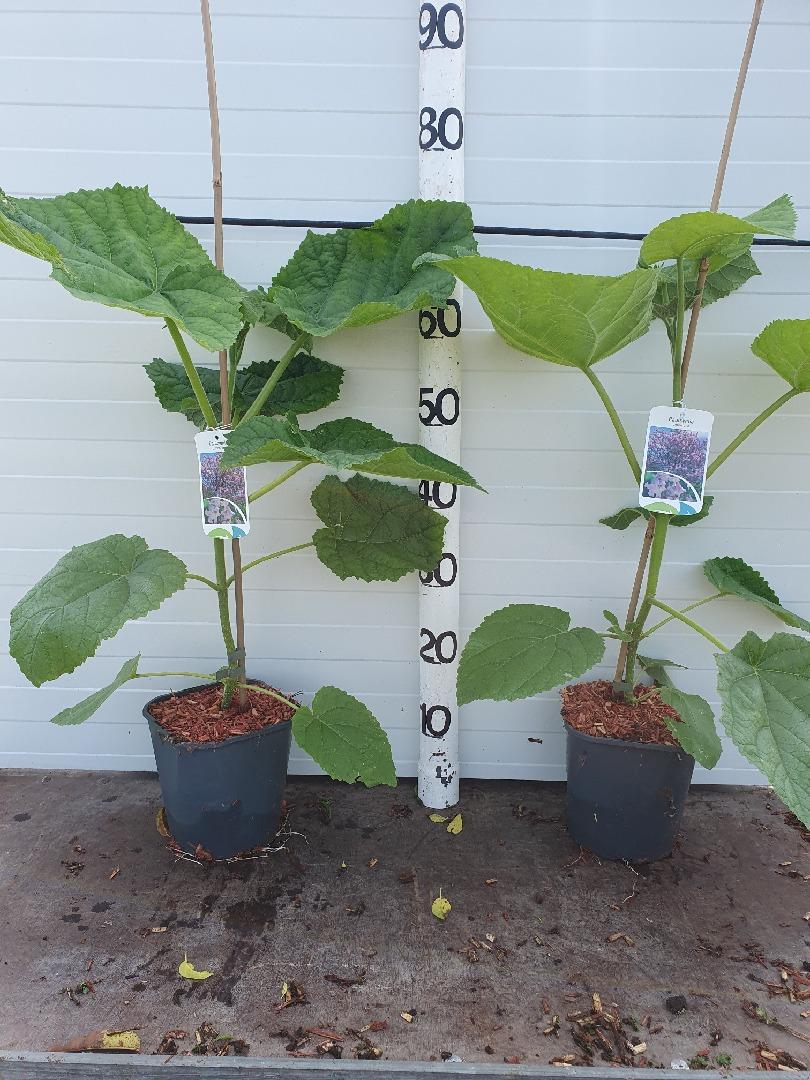 Paulownia tomentosa - Anna Paulownaboom