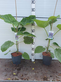 Paulownia tomentosa - Anna Paulownaboom