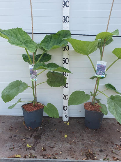 Paulownia tomentosa - Anna Paulownaboom