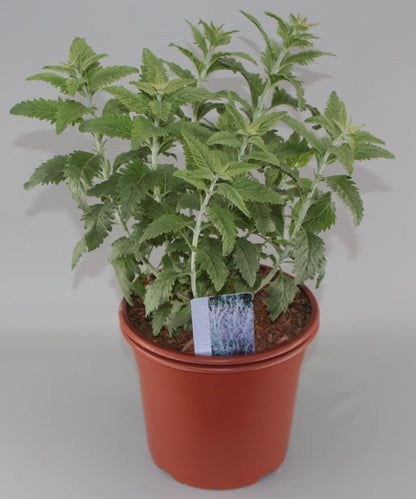 Perovskia 'Blue Spire' - Russische Salie