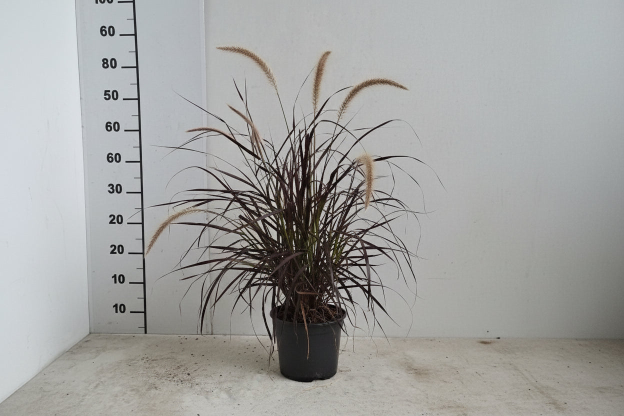 Pennisetum advena 'Rubrum' - Lampenpoetsersgras