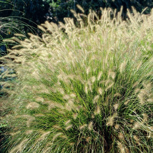 Pennisetum alopecuroides 'Hameln' - Lampenpoetsersgras