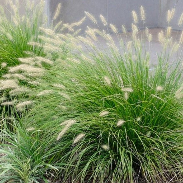 Pennisetum alopecuroides 'Little Bunny' - Lampenpoetsersgras