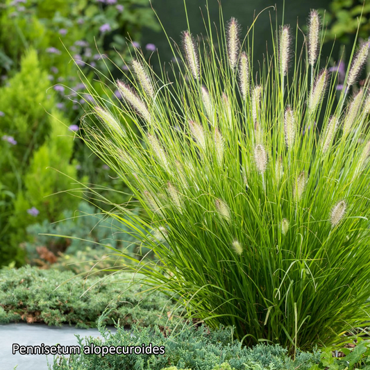 Borderpakket 'Siergrassen & Structuur' - 5m² - 50 planten