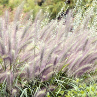 Pennisetum alopecuroides  - Lampenpoetsersgras