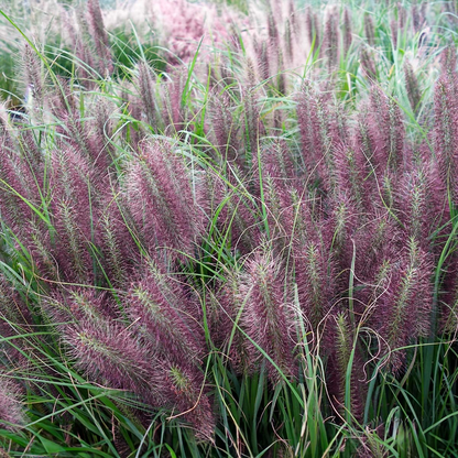 Pennisetum alopecuroides 'Red Head' - Lampenpoetsersgras