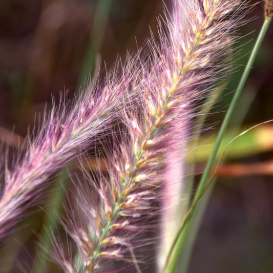 Pennisetum alopecuroides 'Red Head' - Lampenpoetsersgras