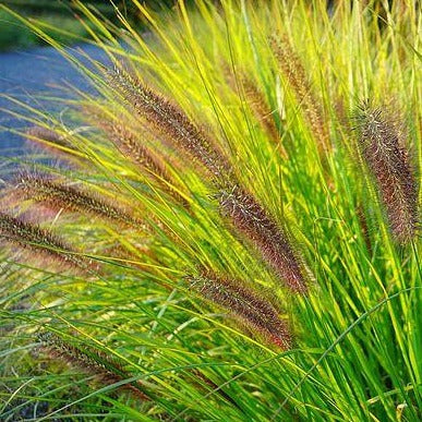 Pennisetum alopecuroides 'Viridescens' - Lampenpoetsersgras