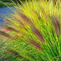 Pennisetum alopecuroides 'Viridescens' - Lampenpoetsersgras