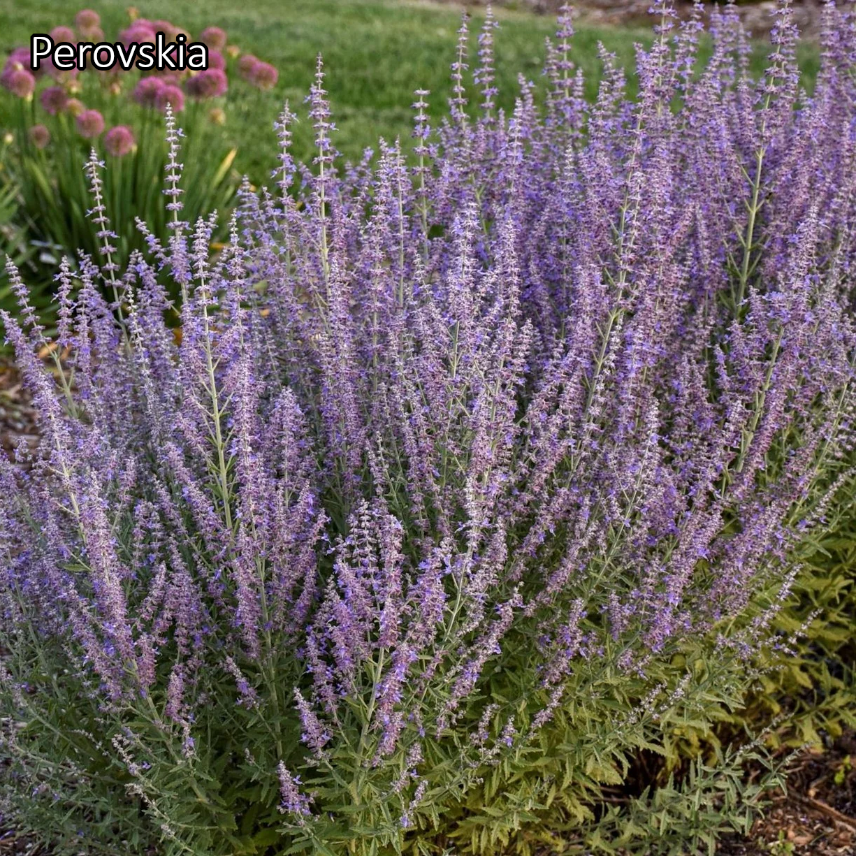 Borderpakket 'Mediterraan' - 5m² - 50 planten
