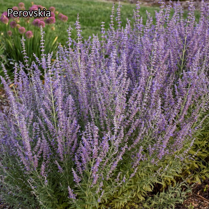 Borderpakket 'Mediterraan' - 5m² - 50 planten