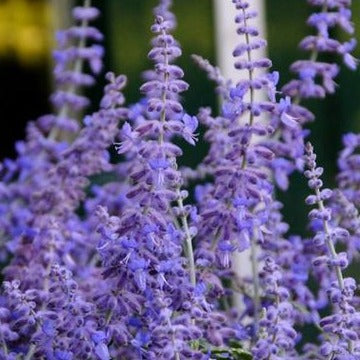 Perovskia 'Blue Spire' - Russische Salie